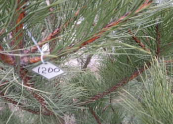 Чи продають у Запоріжжі незаконні ялинки | Новости Запорожья