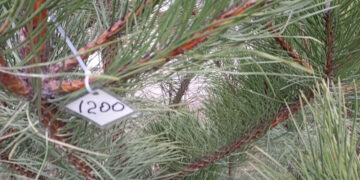 Чи продають у Запоріжжі незаконні ялинки | Новости Запорожья