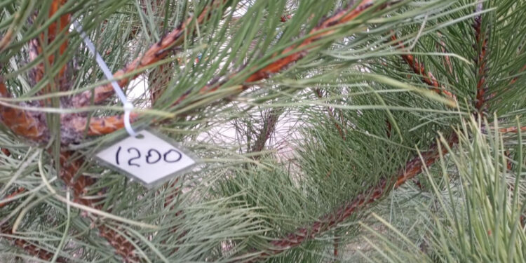 Чи продають у Запоріжжі незаконні ялинки | Новости Запорожья