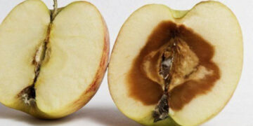 Чому не варто їсти підгнилі фрукти