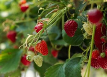 Названо найперспективніший напрям у ягідництві – ЭКОНОМИКА