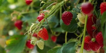 Названо найперспективніший напрям у ягідництві – ЭКОНОМИКА