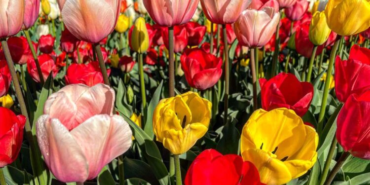 Квіти проти війни: Запоріжжя прикрасилося тюльпанами (фото) | Новини Запоріжжя