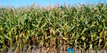 Громаді Полтавщині повернули 85 гектарів землі