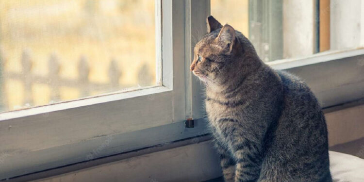 Яка погода буде у Запоріжжі у вихідні – прогноз на 2, 3 грудня | Новости Запорожья