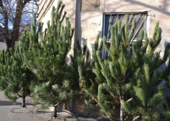 Якими будуть ціни на новорічні ялинки в Запоріжжі цього року – інформація від лісгоспу | Новости Запорожья
