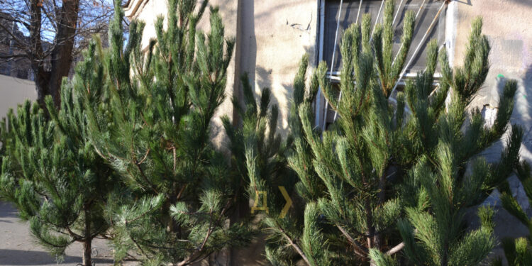 Якими будуть ціни на новорічні ялинки в Запоріжжі цього року – інформація від лісгоспу | Новости Запорожья