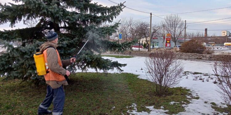 Ялинки на Полтавщині обробляють смердючим розчином