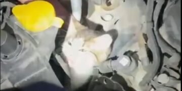 Котик подорожував під капотом автомобіля понад 200 кілометрів —Хмельнитчина