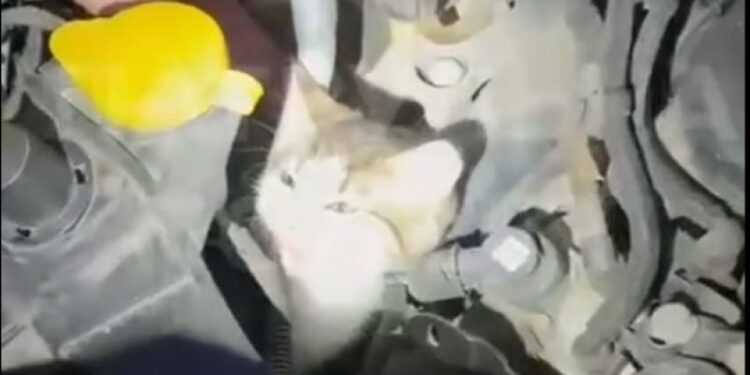 Котик подорожував під капотом автомобіля понад 200 кілометрів —Хмельнитчина