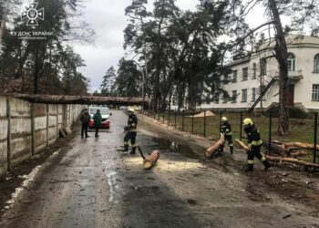 На Черкащині через негоду впали дерева (ФОТО)