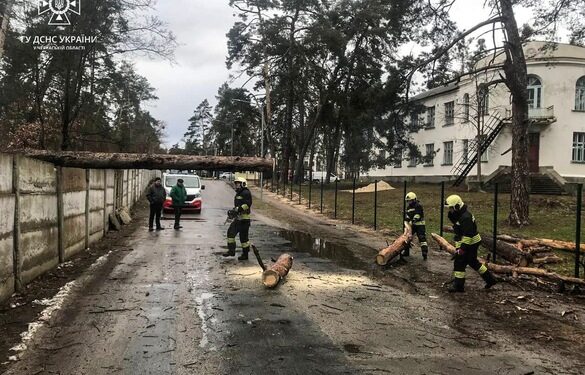 На Черкащині через негоду впали дерева (ФОТО)