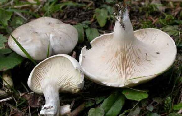 На Черкащині дикорослими грибами отруїлися двоє малолітніх дітей