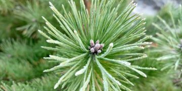 На Черкащині продали більше 9 тисяч новорічних дерев