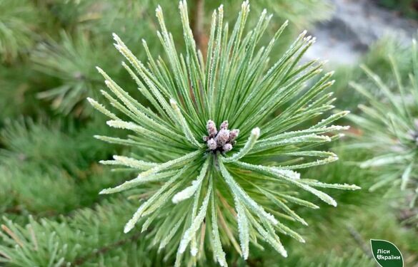 На Черкащині продали більше 9 тисяч новорічних дерев