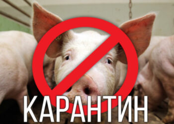 Оголошено карантинну зону: на Уманщині виявили африканську чуму свиней