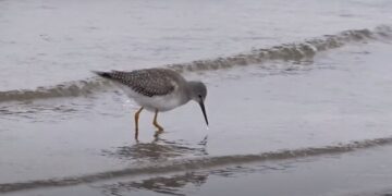 Родом з Америки: у Черкасах з’явився новий вид птахів