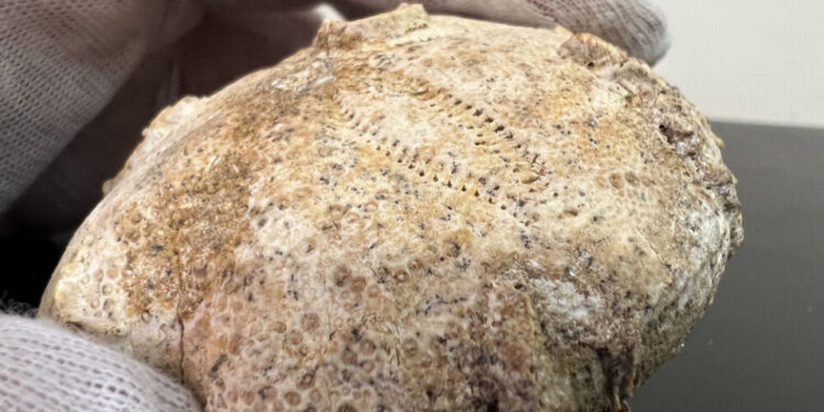 Скам’янілість юрського періоду ледве не вивезли з Тернополя