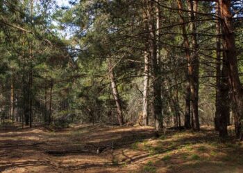 У Черкаській області державі повернули землю лісового фонду вартістю понад 3 мільйони