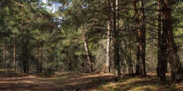 У Черкаській області державі повернули землю лісового фонду вартістю понад 3 мільйони