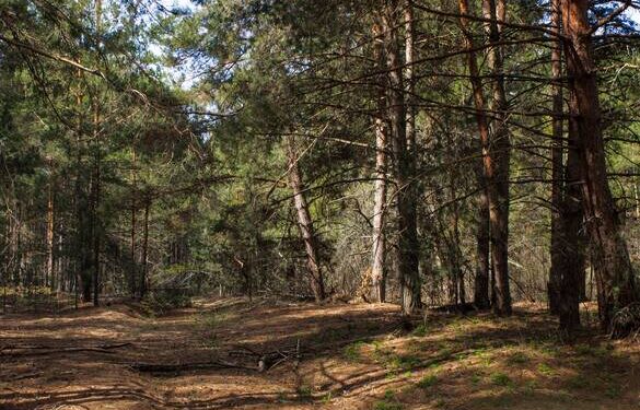 У Черкаській області державі повернули землю лісового фонду вартістю понад 3 мільйони