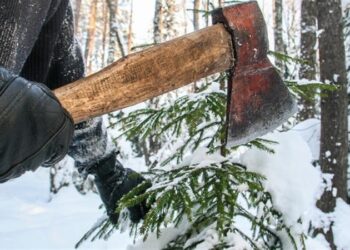 У Запоріжжі передбачені штрафи за вирубку ялинок – подробиці | Новости Запорожья