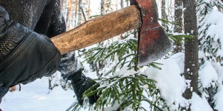 У Запоріжжі передбачені штрафи за вирубку ялинок – подробиці | Новости Запорожья