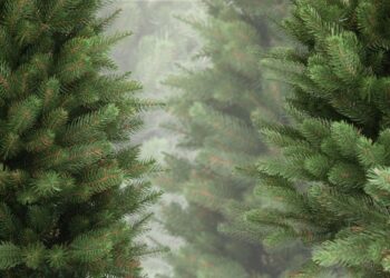 У Запоріжжі посилили охорону хвойних дерев – які штрафи передбачені | Новости Запорожья