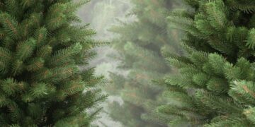 У Запоріжжі посилили охорону хвойних дерев – які штрафи передбачені | Новости Запорожья