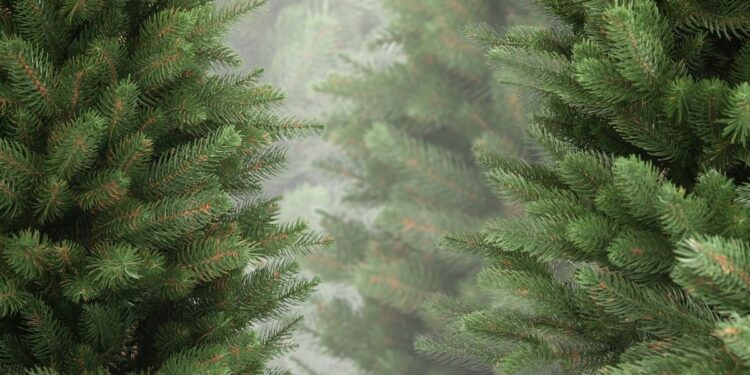 У Запоріжжі посилили охорону хвойних дерев – які штрафи передбачені | Новости Запорожья