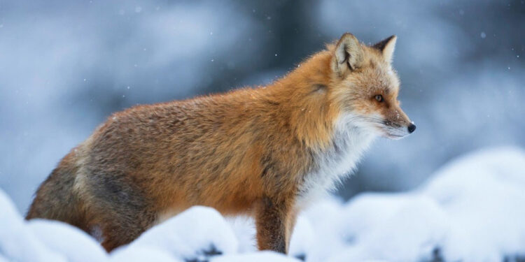Вовки заходять у села: на Житомирщині планують відстріл хижих тварин | Журнал Житомира