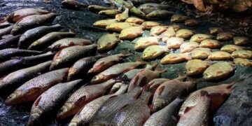 Завдав збитків на майже 100 тисяч: У Каневі чоловік незаконно виловлював рибу