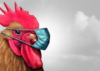 На Кіровоградщині зафіксовано грип птиці – ЭКОНОМИКА