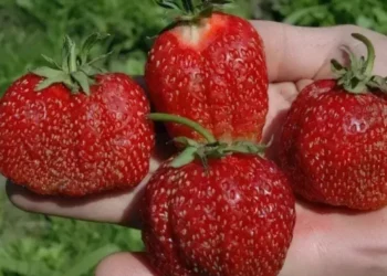 Експертка порадила, як отримати великі ягоди суниці – ЭКОНОМИКА