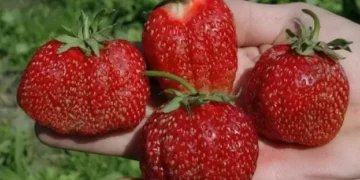 Експертка порадила, як отримати великі ягоди суниці – ЭКОНОМИКА