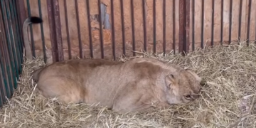 Левиця Юна, яка отримала контузію почувається краще | Новини Київ