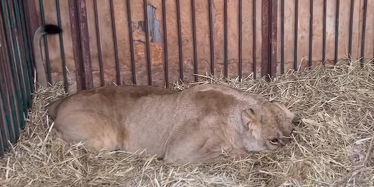 Левиця Юна, яка отримала контузію почувається краще | Новини Київ