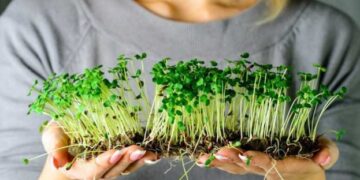 На Віничинні учні ліцею вирощують  мікрозелень – ЭКОНОМИКА