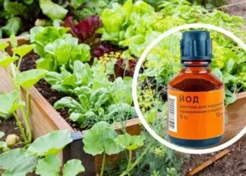 Навіщо у розсаду додають йод – ЭКОНОМИКА