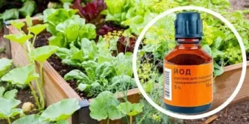 Навіщо у розсаду додають йод – ЭКОНОМИКА