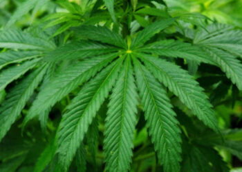 Уряд готує особливі умови оподаткування для виробників конопель – ЭКОНОМИКА