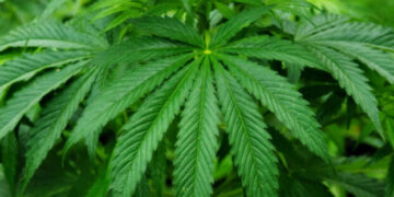 Уряд готує особливі умови оподаткування для виробників конопель – ЭКОНОМИКА