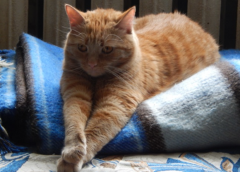 Без опалення тимчасово залишились будинки в Олександрівському районі Запоріжжя – адреси відключень | Новости Запорожья