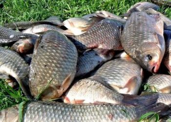 Браконьєр із Черкащини може сплатити 100 тисяч за незаконний вилов риби