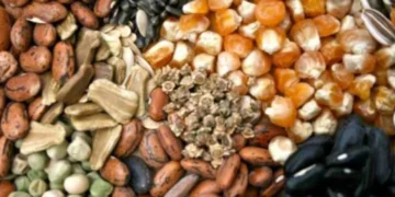 Домогосподарства з постраждалих громад Херсонщини безкоштовно отримають насіння овочів для весняної посівної