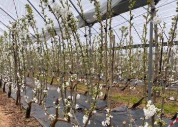 На Прикарпатті вирощуватимуть черешню в теплицях – ЭКОНОМИКА