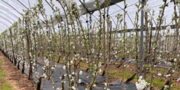 На Прикарпатті вирощуватимуть черешню в теплицях – ЭКОНОМИКА