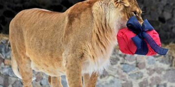 Левам в Київському зоопарку виповнилося 15 років. | Новини Київ