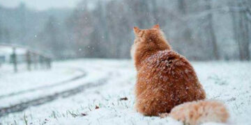 Хмарно та волого: синоптики дали прогноз погоди на п’ятницю, 26 січня