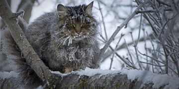 Як підтримати у морози птахів та тварин | Новости Запорожья